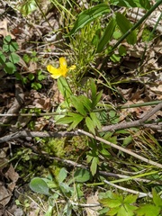 Ranunculus hispidus hispidus