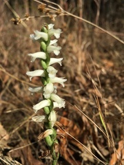 Spiranthes magnicamporum