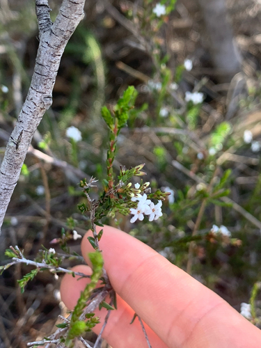 Leucopogon microphyllus observed 2026-10-10