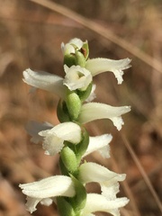 Spiranthes magnicamporum