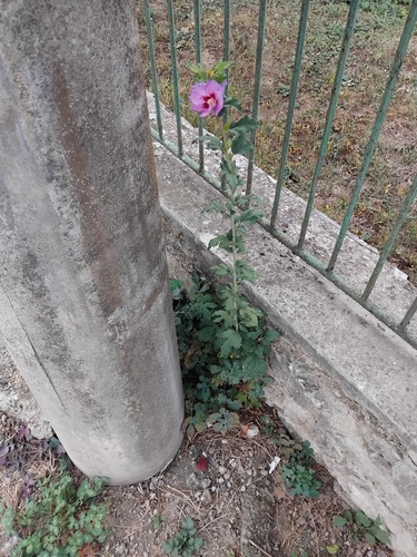 common hibiscus