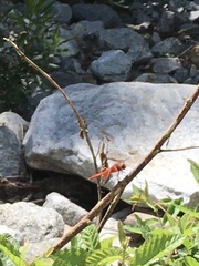 Libellula croceipennis