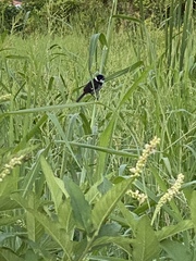 Sporophila americana