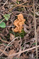 Gyromitra korfii