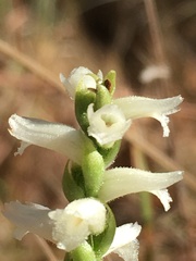 Spiranthes magnicamporum