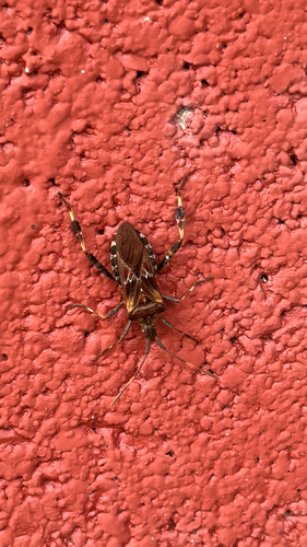 Western Conifer Seed Bug
