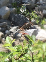 Libellula croceipennis