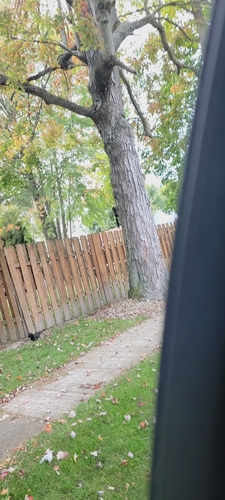 Eastern Gray Squirrel