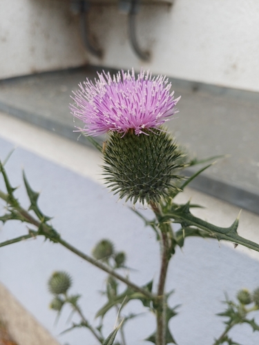 Bull Thistle