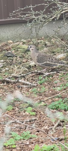 Mourning Dove