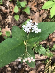 Asclepias quadrifolia