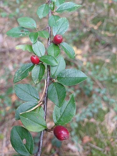Spreading Cotoneaster