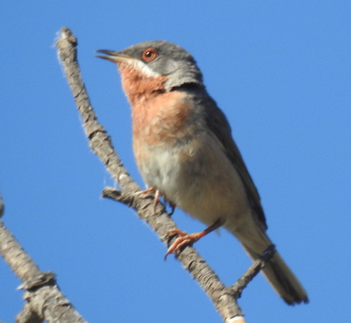 iNaturalist image