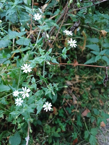 Water Chickweed