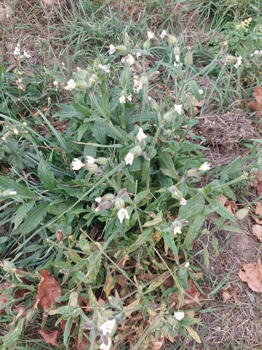 white campion