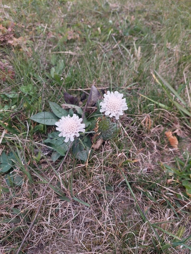 Field Scabious