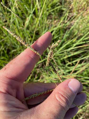Paspalum plicatulum observed 2026-10-06