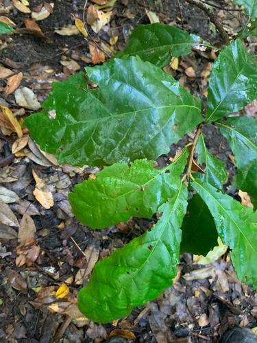 Sloanea australis observed 2026-10-10