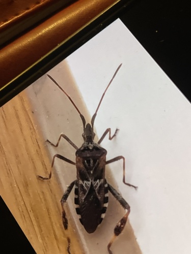 Western Conifer Seed Bug