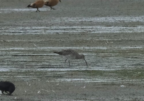 Eurasian Curlew