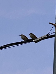 Troglodytes aedon