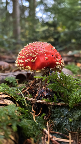 Fly Agaric