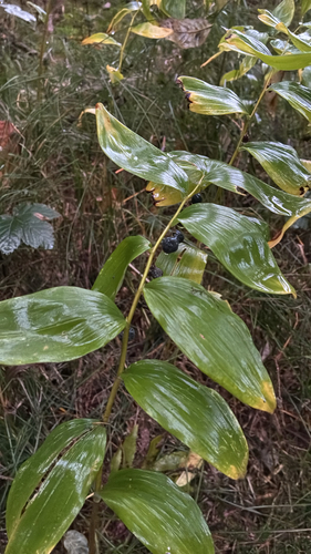 Solomon's-seal