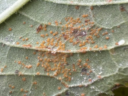 Coleosporium vernoniae, 2026-10-10