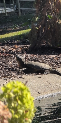 Common Snapping Turtle observed by noodleboy818