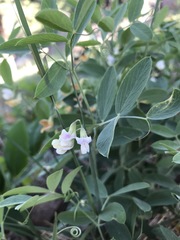 Lathyrus lanszwertii