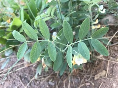 Lathyrus lanszwertii