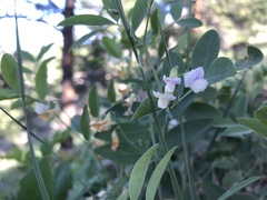 Lathyrus lanszwertii