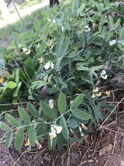 Lathyrus lanszwertii