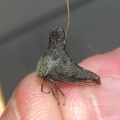 Glossonotus acuminatus