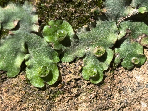 Marchantia paleacea observed 2026-10-06