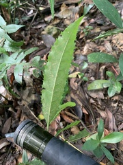 Magnoliopsida