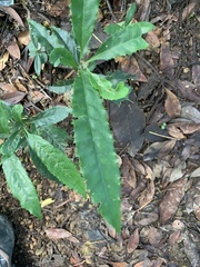 Magnoliopsida