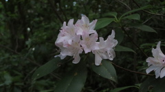 Rhododendron minus