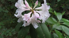Rhododendron minus