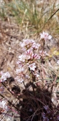 Allium lacunosum