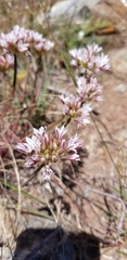 Allium lacunosum