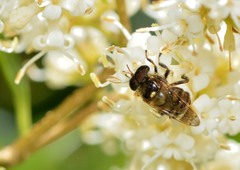 Copestylum tamaulipanum