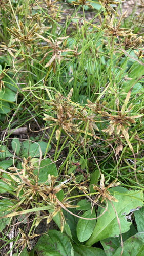 Yellow Flatsedge