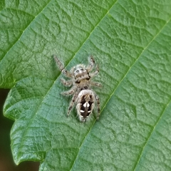 Phidippus putnami
