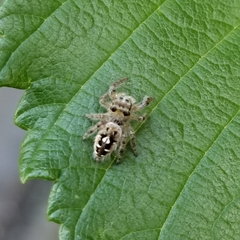 Phidippus putnami
