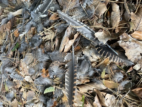 Eurasian Woodcock