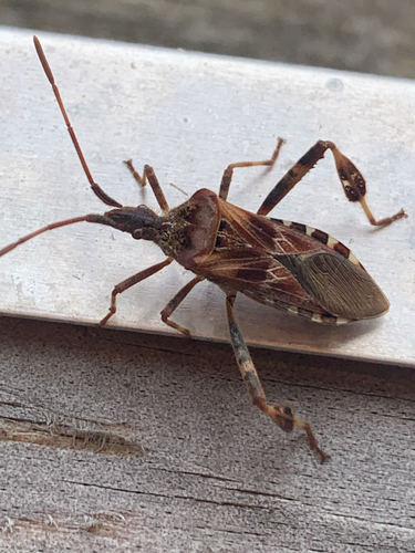 Western Conifer Seed Bug