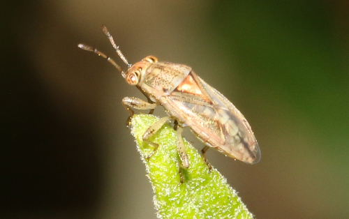 Germalus observed 2026-10-09