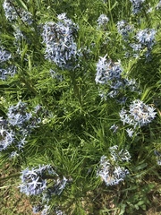 Amsonia ciliata