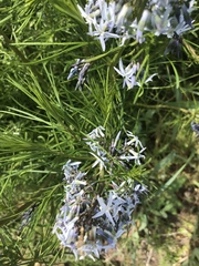 Amsonia ciliata